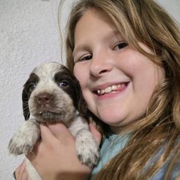Hoku - Liver white and roan male English Springer Spaniel puppy in Florida from Thunderbird Springers
