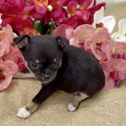 Kailani - Black and tan female Chihuahua puppy in Simpsonville, South Carolina from N&T's Chihuahuas