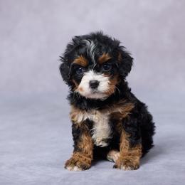 Skye - Black and tan female Cavapoo puppy in Apple Creek, Ohio from Grandeur Valley Puppies