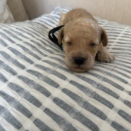 Beau - Buff male Cockapoo puppy in Yuba City, California from The Doodle Barn