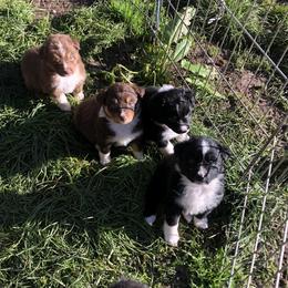 Australian Shepherd Puppies from Humboldt Aussies