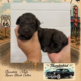 Thunderbird - Chocolate male Goldendoodle puppy in Garland, Texas from Twilight Doodles