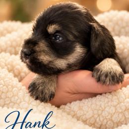 Hank - Black and silver male Miniature Schnauzer puppy in Hull, Georgia from Ardent Miniature Schnauzers of Athens