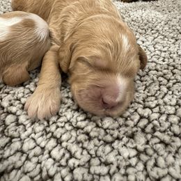 Goldendoodle Puppies from Bayshore Doodles