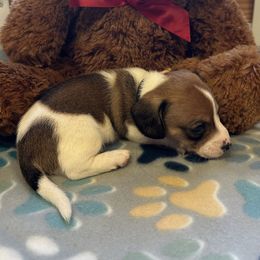 Black Collar Male - Chocolate and tan male Dachshund puppy in Trenton, Kentucky from Promise Land Puppies