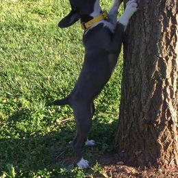 Mountain Cur Puppies from Walnut Ridge Mountain Curs