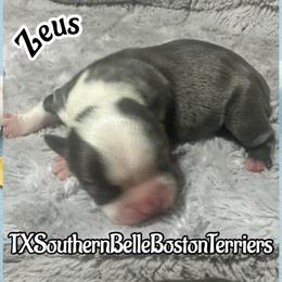 Zeus - Blue male Boston Terrier puppy in Brazos Point, Texas from TX Southern Belle Bostons