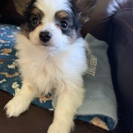Papillon Puppies from A Breed Apart Papillons