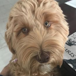 Australian Labradoodle Puppies from Charlotte Labradoodles