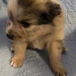 Truffle - Orange sable male Pomeranian puppy in Pickton, Texas from Mandy's Precious Poms