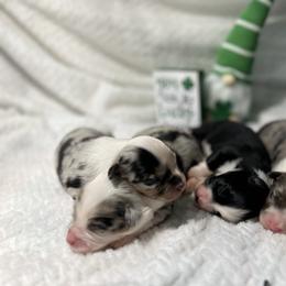 Miniature Australian Shepherd Puppies from Furrever.Mini.Aussies.llc