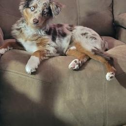 Toy Australian Shepherd Puppies from Kickapoo Creek Toy Aussies
