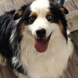 Australian Shepherds from Landon Family Aussies