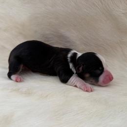 Shamrock - Black and tan male Pembroke Welsh Corgi puppy in Menomonie, Wisconsin from Rocking Ridge Ranch