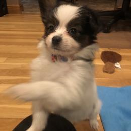 Papillon Puppies from A Breed Apart Papillons