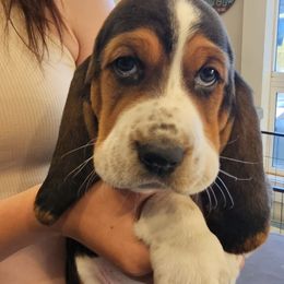 Carolyn - Black brown and white female Basset Hound puppy in Greenleaf, Idaho from Happy Acre Bassets