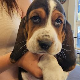 Carolyn - Black brown and white female Basset Hound puppy in Greenleaf, Idaho from Happy Acre Bassets