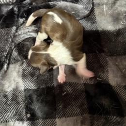 Boy 1 - Liver and white male Shih Tzu puppy in Springfield, Missouri from Lopez Family Tails