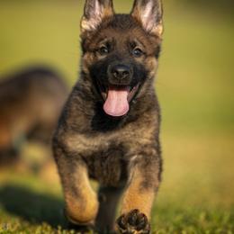 German Shepherd Puppies from Sommerfeld German Shepherds