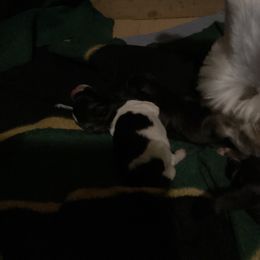 Girl 1 - Salt and pepper Miniature Schnauzer puppy in Little Elm, Texas from Matrix Schnauzers