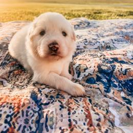 Rosemary - White female Great Pyrenees puppy in New Palestine, Indiana from Hitchcock Homestead
