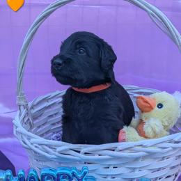 Teddy - Black male Giant Schnauzer puppy in Noel, Missouri from Riesenschnauzers von Reh Bach