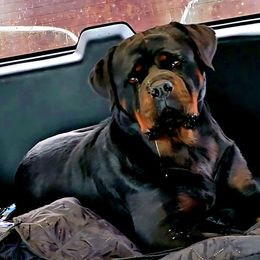 Tigra - Black and mahogany female Rottweiler puppy in Lake City, Florida from Haus Der Wut Kennels