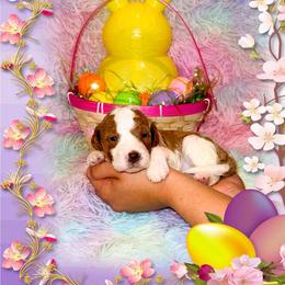 Apple - Parti female Goldendoodle puppy in Kissimmee, Florida from Poodle Doodle Kennels