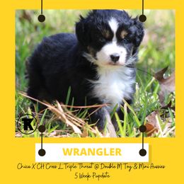 Australian Shepherd, Miniature Australian Shepherd, and Toy Australian Shepherd Puppies from TK Standard, Mini, & Toy Aussies