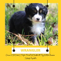 Australian Shepherd, Miniature Australian Shepherd, and Toy Australian Shepherd Puppies from TK Standard, Mini, & Toy Aussies