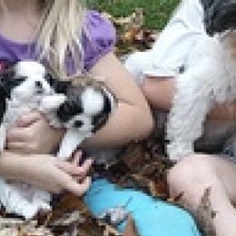 Shih Tzus from Reed Ranch Shih-tzus