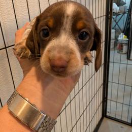 Mark - Chocolate and tan male Dachshund puppy in Blanchard, Oklahoma from Dusty Road Doxies