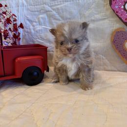 Trever - Lavender male Pomsky puppy in Bucyrus, Missouri from Hill Top Pomskies
