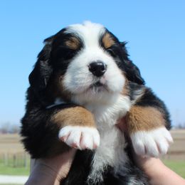 Bernese Mountain Dog Puppies from Mom's B & B