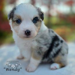 Wendy - Blue merle female Miniature Australian Shepherd puppy in Vinemont, Alabama from Cotton Country Kennels