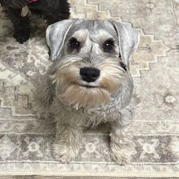Tristan - Miniature Schnauzer