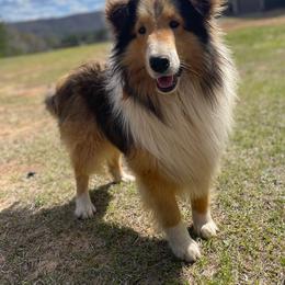 AKC Chance   (Lucky Roll of the Dice) - Sable and white male Shetland Sheepdog puppy in Shirley, Arkansas from Lucky Pups