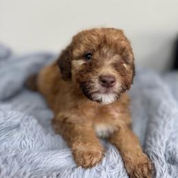 Toffee-Yellow - Red female Bernedoodle puppy in Oak Hills, California from High Desert Doodles