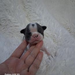 Paris - Blue female Boston Terrier puppy in Catawba, North Carolina from Lil Wiggles Boston Terriers