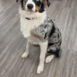 Australian Shepherd All Grown Up from Reeds Ranch