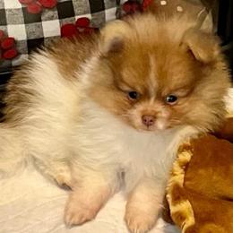 Pawmi - Chocolate parti male Pomeranian puppy in Bentonville, Arkansas from Hummingbird & Fox