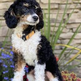 Cavapoos from MoonBeam Pups