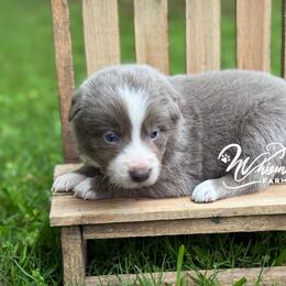 Lilac 2 - smooth- 1650 - Lilac male Border Collie puppy in Nashville, Arkansas from Whisenhunt Farms