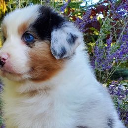 Zara - Blue merle Australian Shepherd puppy in Olympia, Washington from Echelon Australian Shepherds