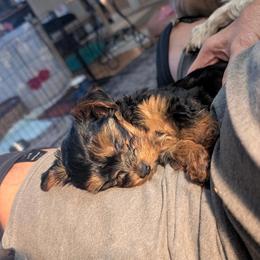 Yorkshire Terrier Puppies from Yorkies of Julington Creek