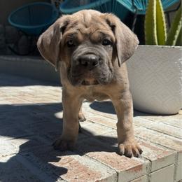 Formentino female purple collar - Gray and fawn female Cane Corso puppy in Cherry Valley, California from Liberty Corsos
