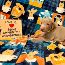 Lime Green Collar. )River Rae - Silver gray female Weimaraner puppy in Sevierville, Tennessee from K&K Weimaraners
