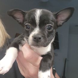 Companion Cross and French Bulldog Puppies from Legends Frenchton's, French Bulldogs & French Bullhuahua's