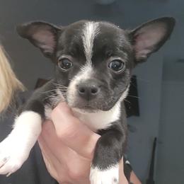 Companion Cross and French Bulldog Puppies from Legends Frenchton's, French Bulldogs & French Bullhuahua's