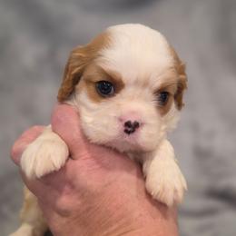Fabian - Blenheim male Cavalier King Charles Spaniel puppy in Romeoville, Illinois from KonopkaKennelsLLC